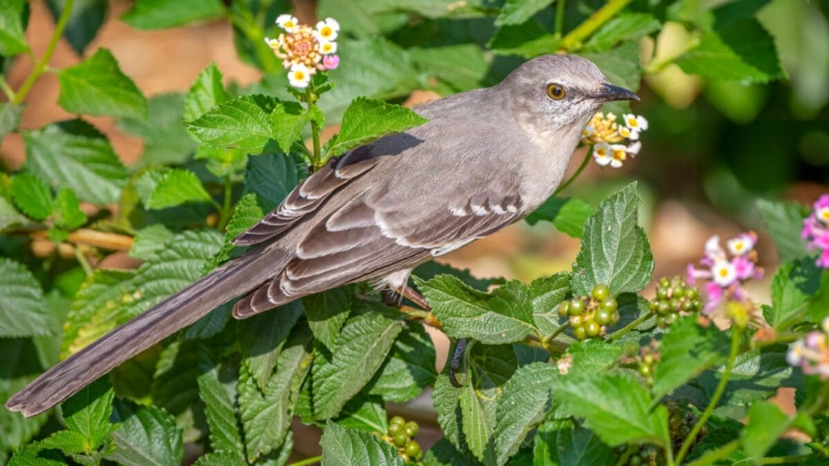 15 Talents of Mockingbirds - Nature's Cover Artists 18 15 Talents of Mockingbirds - Nature's Cover Artists - flower mockingbird dp709803654