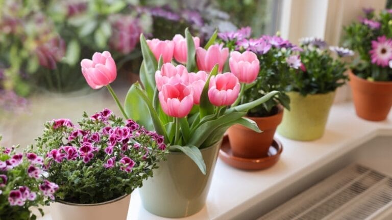 13 Best-Smelling Houseplants to Transform Your Home into a Fragrant Oasis 3 13 Best-Smelling Houseplants to Transform Your Home into a Fragrant Oasis - flower pots indoor ss2164454543