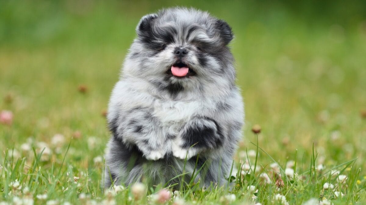 10 Things You Need to Know Before Getting a Pomeranian - fluffy Pomeranian dog ss2202019311