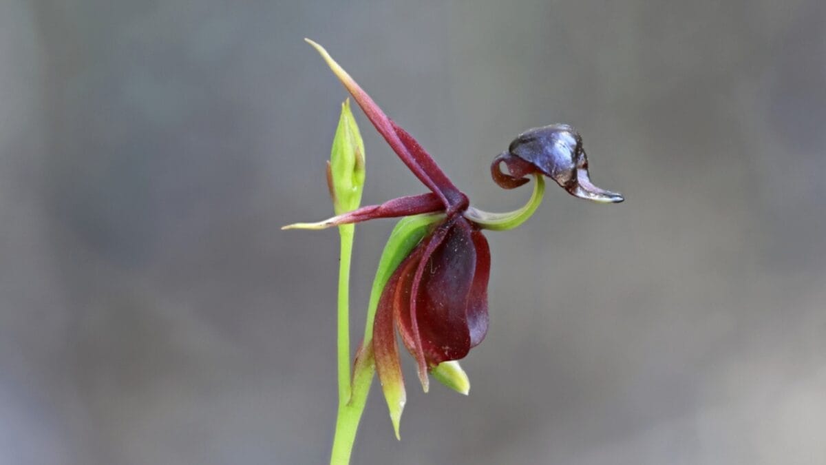 15 Bizarre Plants That Look Like They Belong in a Zoo 5 15 Bizarre Plants That Look Like They Belong in a Zoo - flying duck orchid ss1802105236