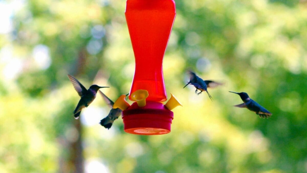 How Long Until Hummingbirds Find Your Feeder? 6 Factors - flying hummingbird ss619133 1