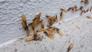 8 DIY Tactics to Defeat Flying Termites 1 8 DIY Tactics to Defeat Flying Termites - flying termite dp381746026