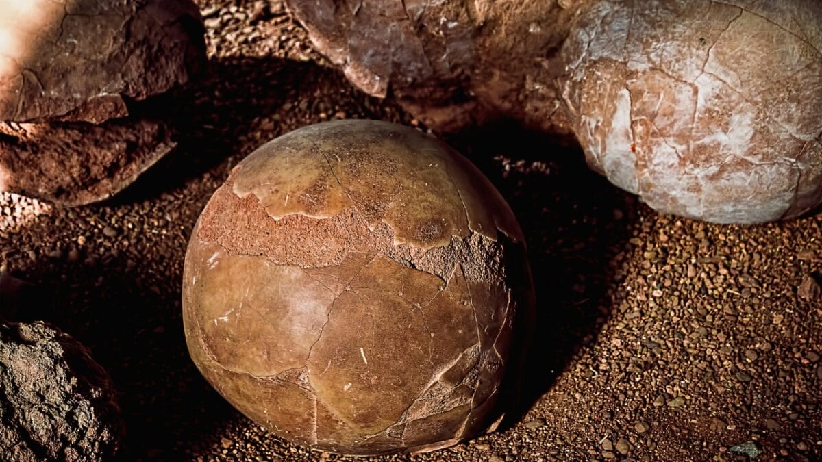 Beyond Jurassic Park: 12 Little-Known Facts About the Real T-Rex - fossilized dinosaur eggs ss1066025513