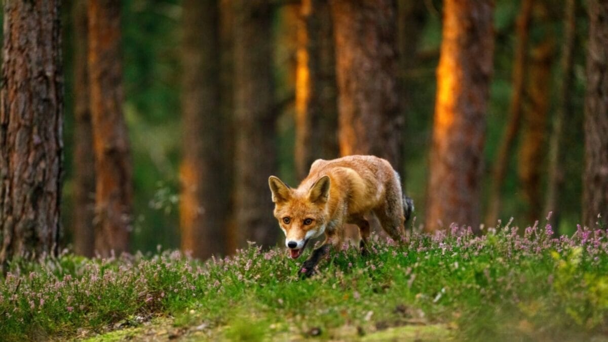 15 Facts About Red Foxes: Nature's Survivors 5 15 Facts About Red Foxes: Nature's Survivors - fox in america ss2137399657