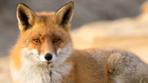 7 States with the Most Foxes in America: Ranked 1 7 States with the Most Foxes in America: Ranked - fox in america ss2409929427