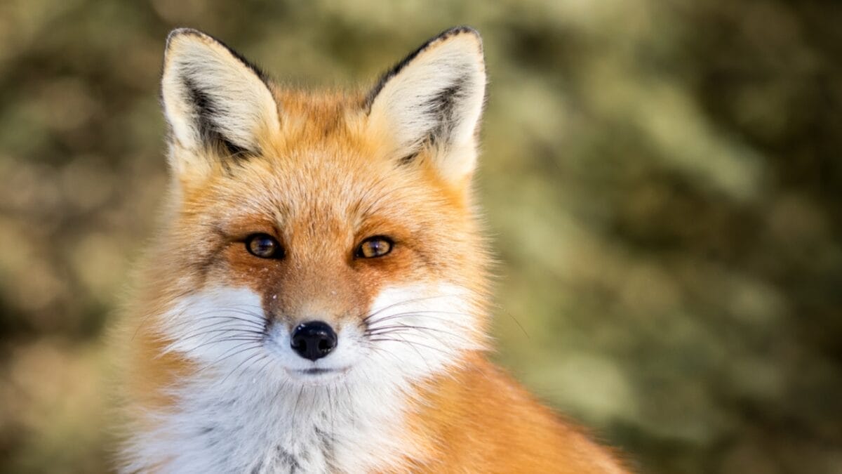 15 U.S. States Where You’re Most Likely to Spot a Fox 9 15 U.S. States Where You’re Most Likely to Spot a Fox - fox portrait ss392638390