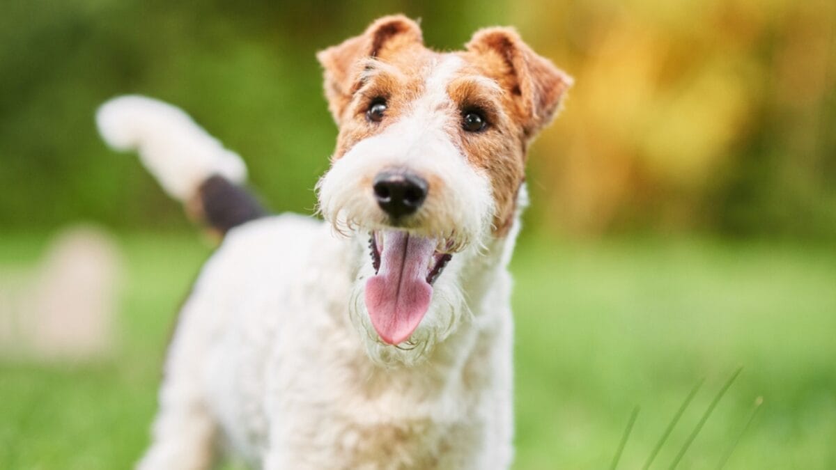 10 Of The World's Most Beautiful Dogs, According to Science 4 10 Of The World's Most Beautiful Dogs, According to Science - fox terrier ss692745586