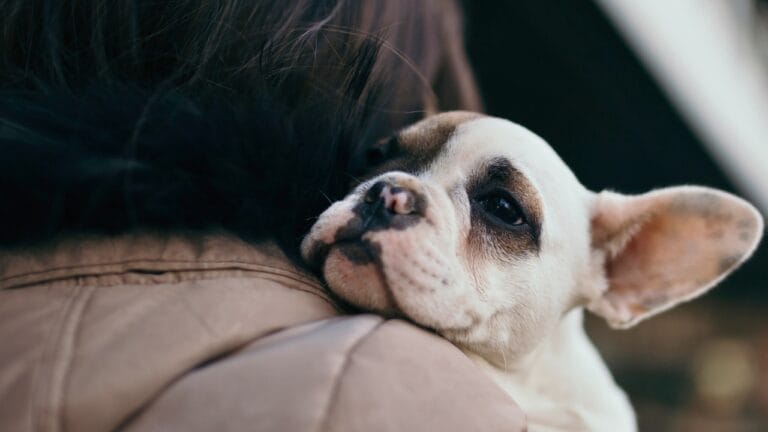 12 Dogs That Defy Age With Their Puppy Looks 9 12 Dogs That Defy Age With Their Puppy Looks - french bull dog puppy ss389482129