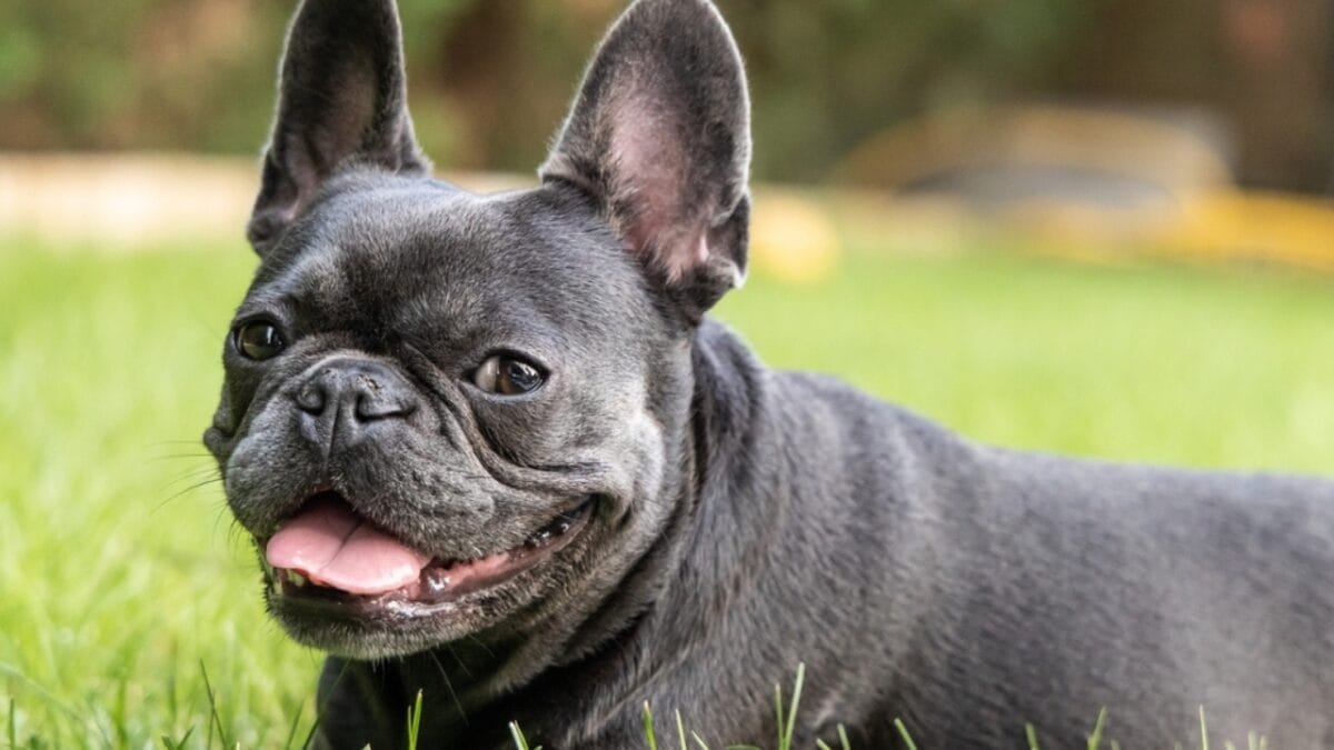 15 Dog Breeds That are Purr-fect for Cat Lovers 10 15 Dog Breeds That are Purr-fect for Cat Lovers - french bulldog barking ss2344868313