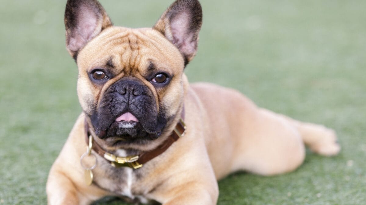 12 Short-Haired Dog Breeds That Fit Perfectly into a Low-Maintenance Routine 8 12 Short-Haired Dog Breeds That Fit Perfectly into a Low-Maintenance Routine - french bulldog laying grass ss1902345913