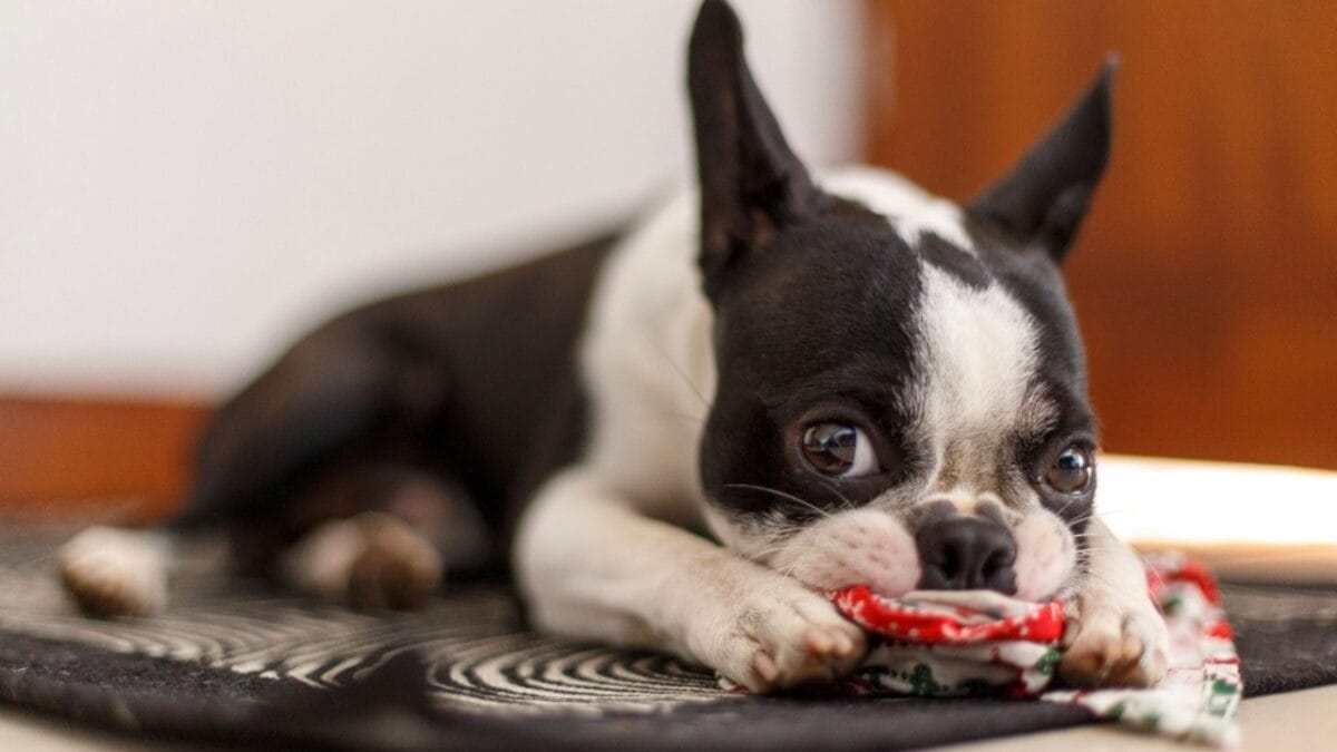 10 Things Only French Bulldog Aficionados Know 11 10 Things Only French Bulldog Aficionados Know - french bulldog puppy playing ss2391498475