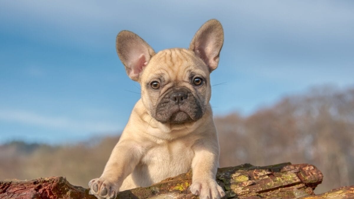 These 17 Empathetic Dogs Have a Special Connection to Your Pain 9 These 17 Empathetic Dogs Have a Special Connection to Your Pain - french bulldog puppy ss2322351863