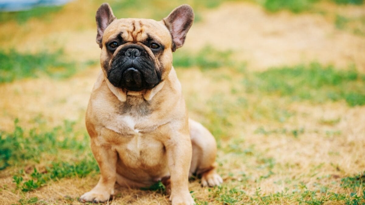 These Dog Breeds Have the Shortest Lifespans—One Breed Lives Just 5 Years - french bulldog ss341126621