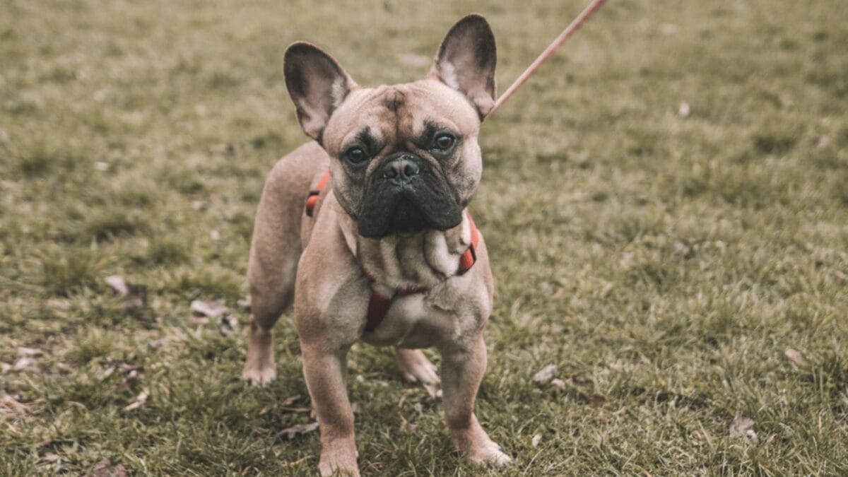 13 Short-Legged Dog Breeds Perfect for All-Day Snuggles 4 13 Short-Legged Dog Breeds Perfect for All-Day Snuggles - french bulldog standing with leash ss2352512261