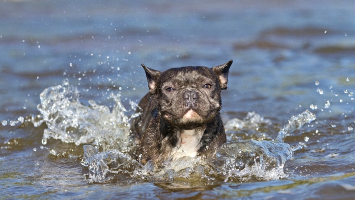 10 Things Only French Bulldog Aficionados Know 2 10 Things Only French Bulldog Aficionados Know - french bulldog swimming ss1439931191