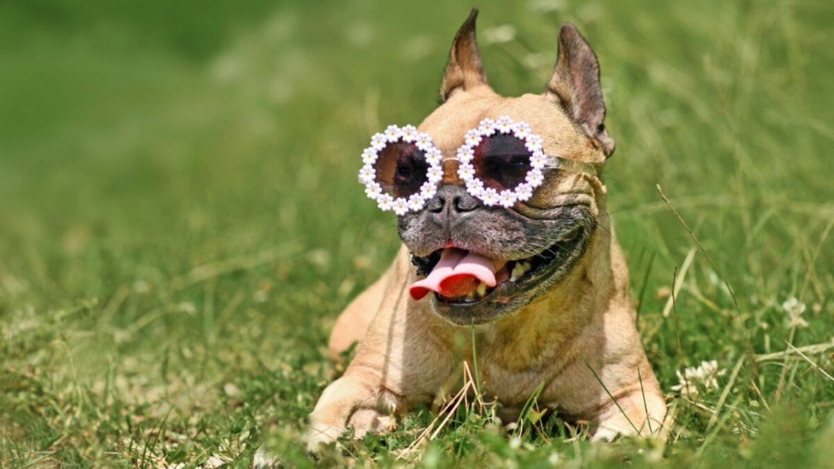 10 Things Only French Bulldog Aficionados Know 5 10 Things Only French Bulldog Aficionados Know - french bulldog wearing glasses ss2020615037