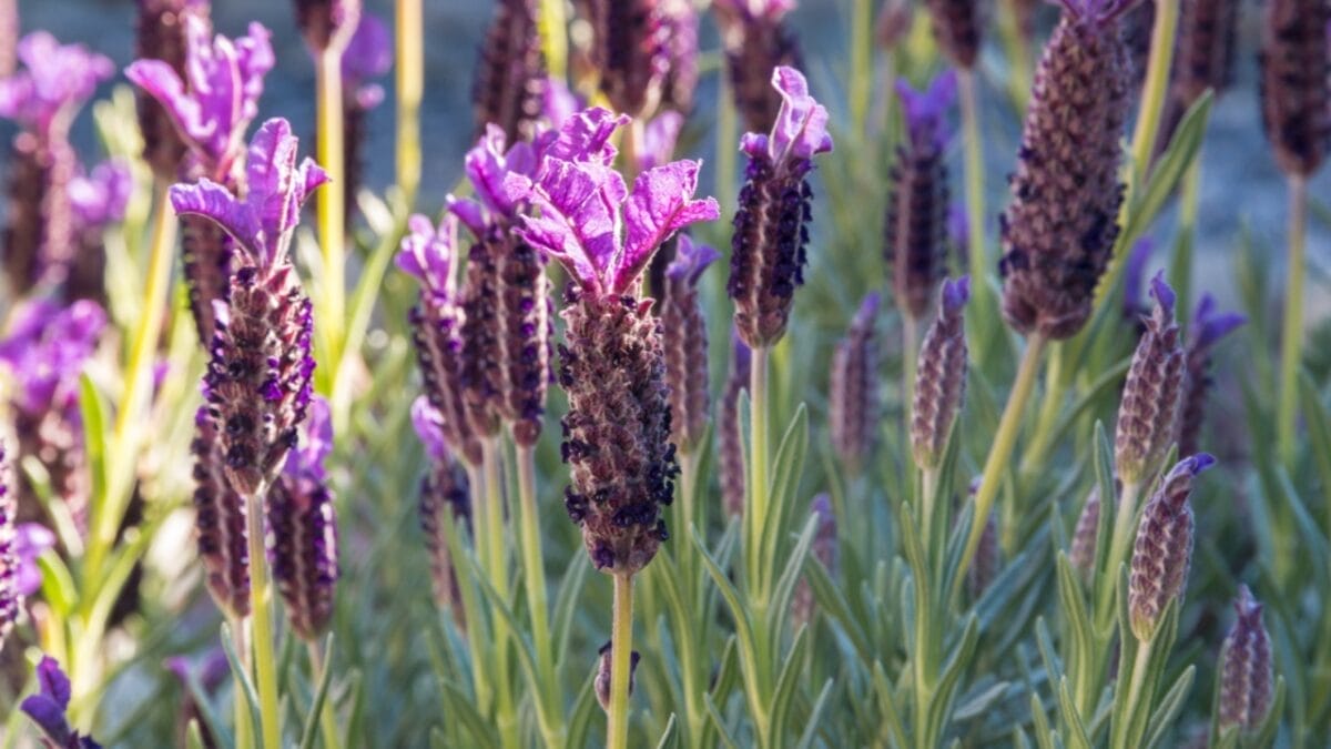 12 Soul-Soothing Lavender Varieties For Your Garden 4 12 Soul-Soothing Lavender Varieties For Your Garden - french lavender dp218843610