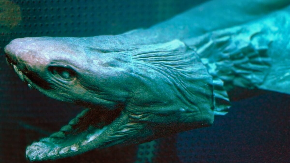 19 Real Sharks That Look Like They Belong in Science Fiction 4 19 Real Sharks That Look Like They Belong in Science Fiction - frilled shark