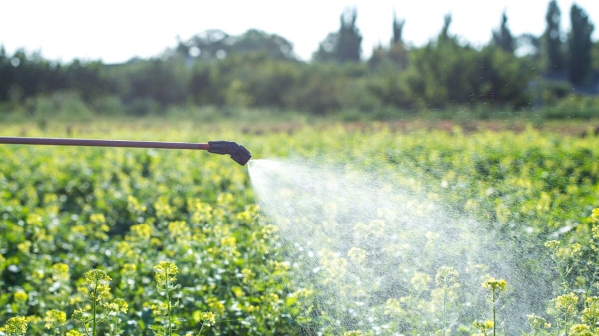 11 Unexpected Ways Vinegar Can Be Beneficial To Your Garden 4 11 Unexpected Ways Vinegar Can Be Beneficial To Your Garden - fungicide plants dp371165550