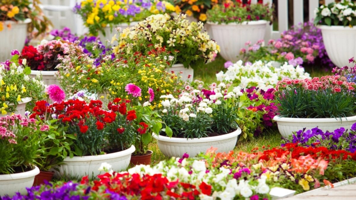 10 Tips for Perfectly Arranging Outdoor Plant Pots Like a Pro 5 10 Tips for Perfectly Arranging Outdoor Plant Pots Like a Pro - garden flower pots dp116660196