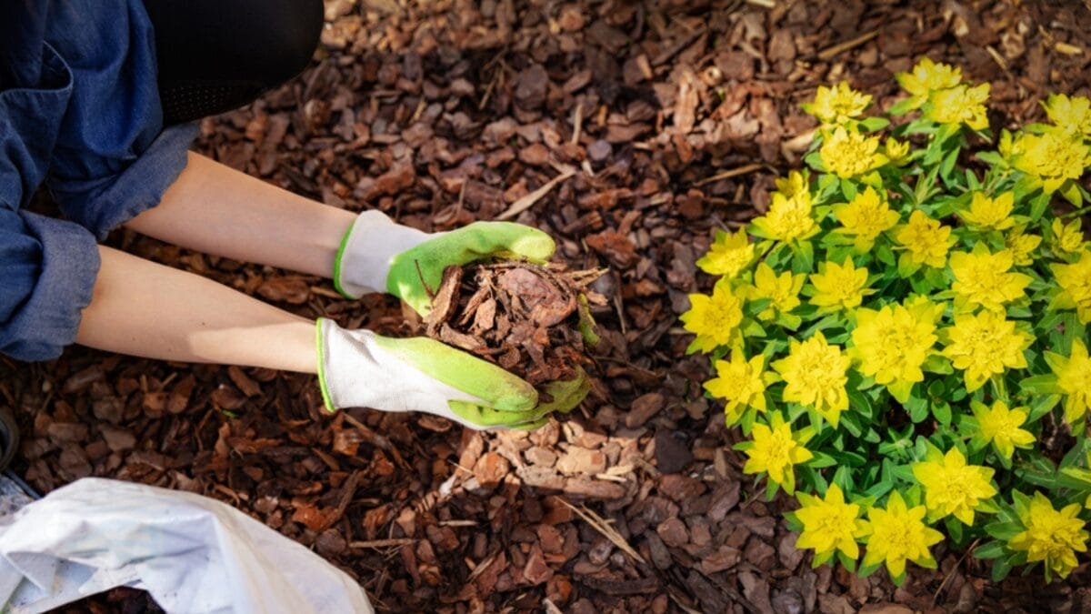 Stop Tossing Those Pistachio Shells... Here's What to Do Instead - gardener mulching flowerbed ss1390967414