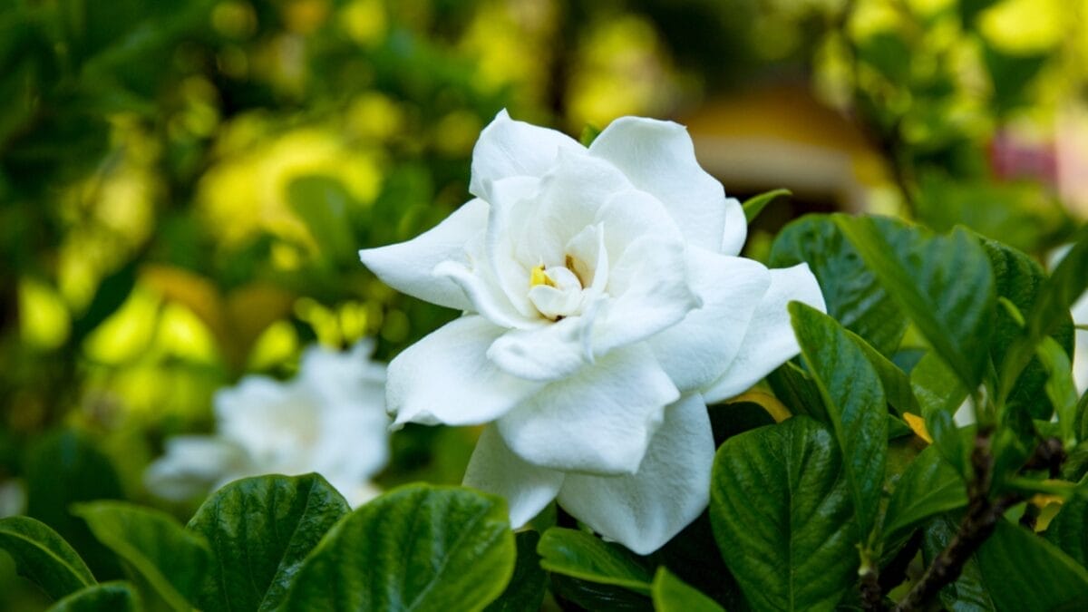 15 Evergreen Shrubs That Redefine Year-Round Curb Appeal - gardenia ss2028037367