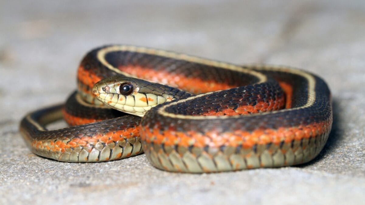 10 Surprisingly Friendly Snakes from Around the World 7 10 Surprisingly Friendly Snakes from Around the World - garter snake ss1467755777