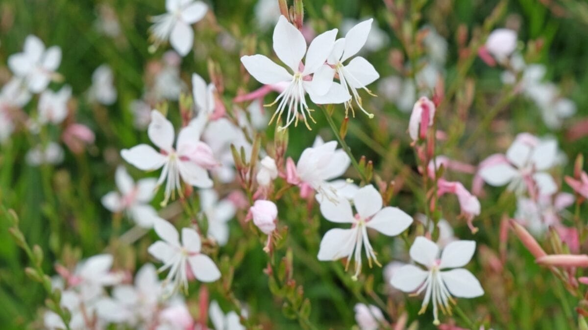 15 Perennial Plants to Make Your Garden Shine Year After Year 13 15 Perennial Plants to Make Your Garden Shine Year After Year - gaura ss2354211645