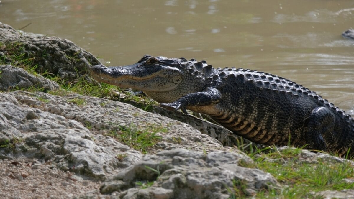 10 Largest Alligator Species Ever Recorded 7 10 Largest Alligator Species Ever Recorded - gavialosuchus ss2363425299