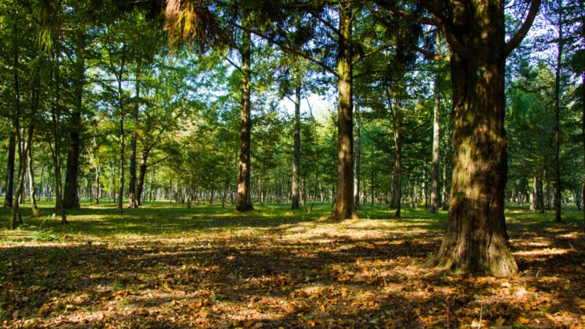 7 States with the Most Foxes in America: Ranked 8 7 States with the Most Foxes in America: Ranked - georgia ss1834013737