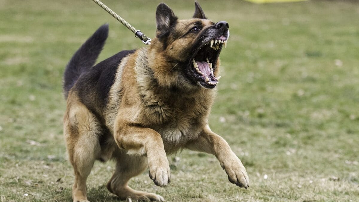 Golden Retriever Charlie's World Record-Breaking Bark & 15 Loudest Barking Breeds - german shepherd dog ss357500222