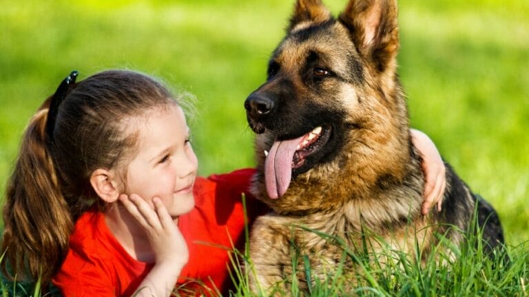12 Popular Large Dog Breeds That Steal Our Hearts 10 12 Popular Large Dog Breeds That Steal Our Hearts - german shepperd dog ss1087188350