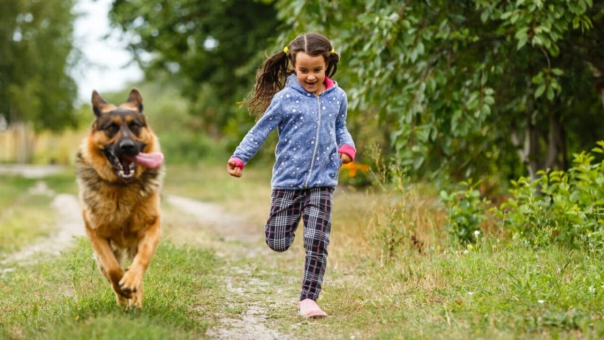 11 German Dog Breeds & The Study That Changed Everything 12 11 German Dog Breeds & The Study That Changed Everything - german shepperd dog ss1651595911