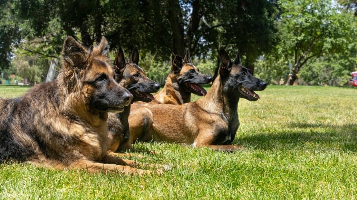 48 German Dog Commands Every Owner Should Know - german shepperd dog ss2322829719