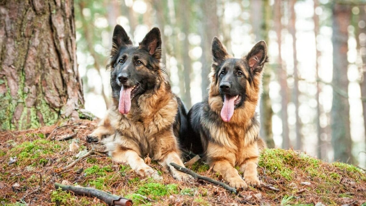 Dog Breeds: All Types from Small to Giant, Personalities & Characteristics 122 Dog Breeds: All Types from Small to Giant, Personalities & Characteristics - german shepperd dog ss257032156