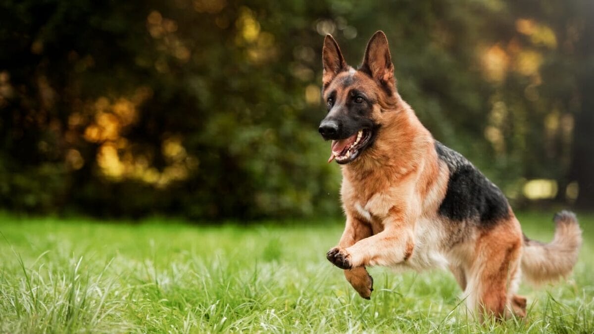 48 German Dog Commands Every Owner Should Know - german shepperd dog ss780282397