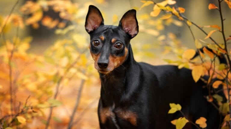 Most People Know Doberman Pinschers, But Here are 10 Things to Know About German Pinschers - german pinscher dog autumn ss1527170243