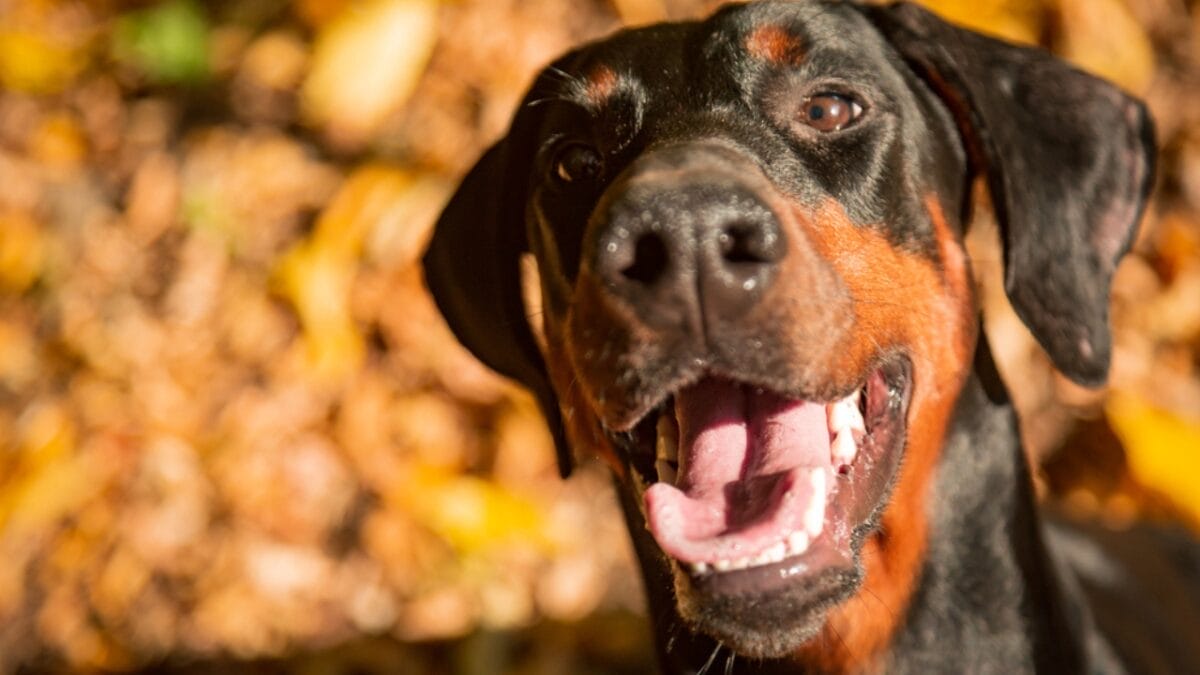 Most People Know Doberman Pinschers, But Here are 10 Things to Know About German Pinschers - german pinscher dog face open mouth dp362560410