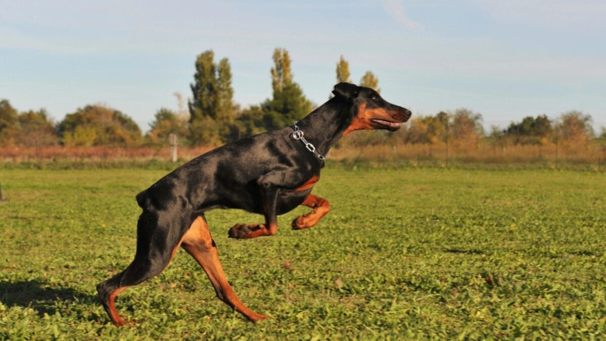 Most People Know Doberman Pinschers, But Here are 10 Things to Know About German Pinschers - german pinscher dog jumping dp4129648
