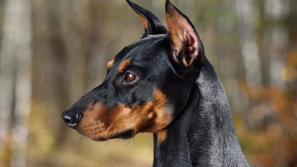 Most People Know Doberman Pinschers, But Here are 10 Things to Know About German Pinschers - german pinscher dog portrait side dp242637234