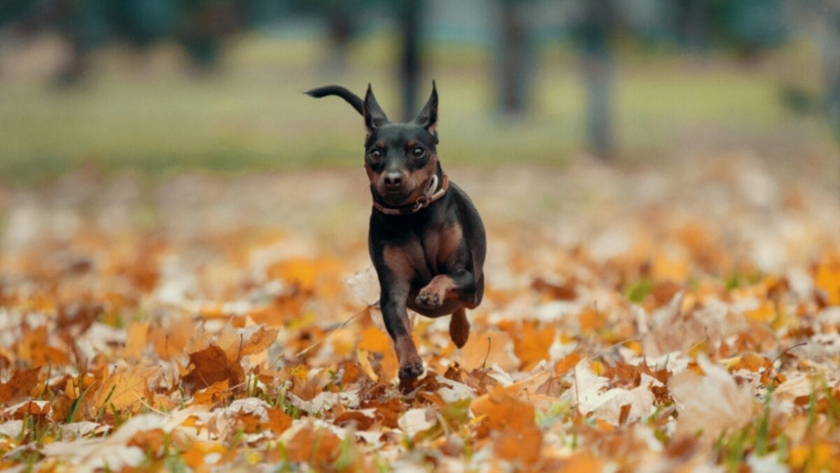 Most People Know Doberman Pinschers, But Here are 10 Things to Know About German Pinschers - german pinscher dog running dp242637234