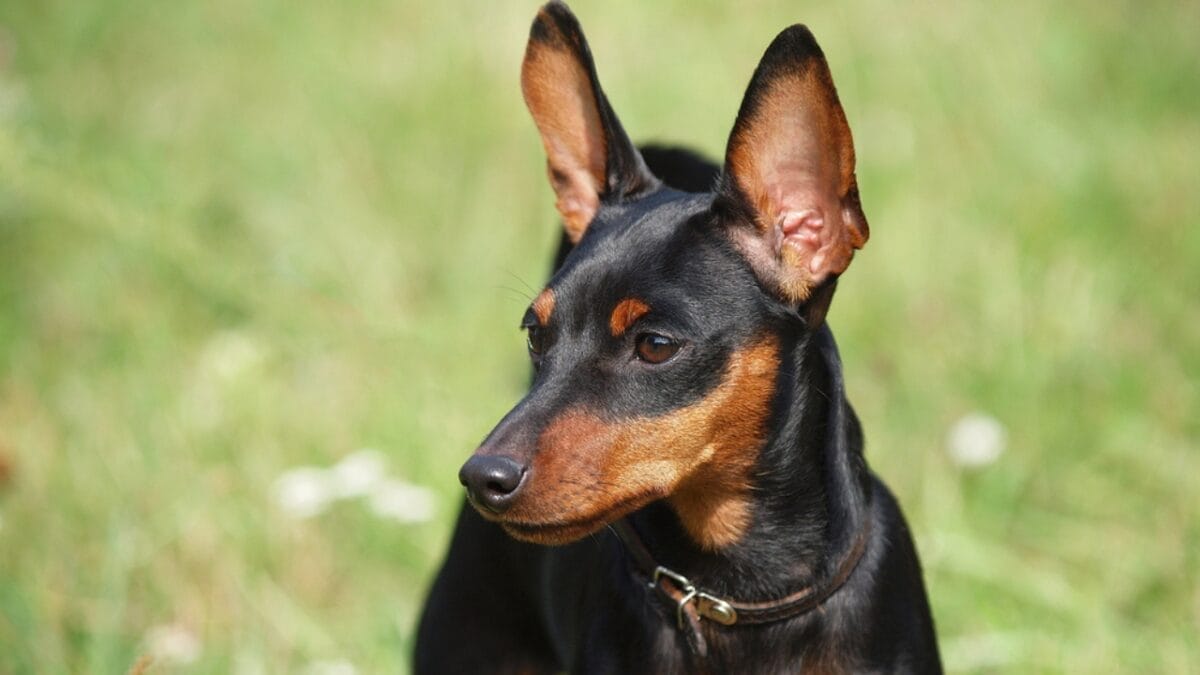 Most People Know Doberman Pinschers, But Here are 10 Things to Know About German Pinschers - german pinscher dog side ears dp419187430