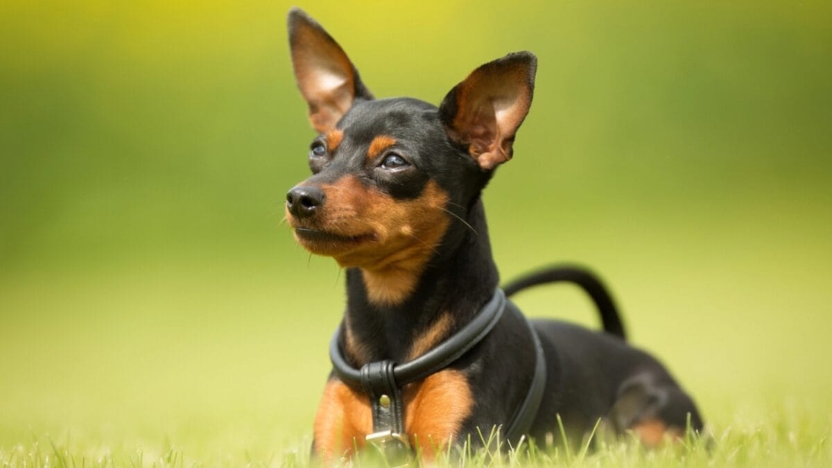 Most People Know Doberman Pinschers, But Here are 10 Things to Know About German Pinschers - german pinscher dog sitting grass dp121472906