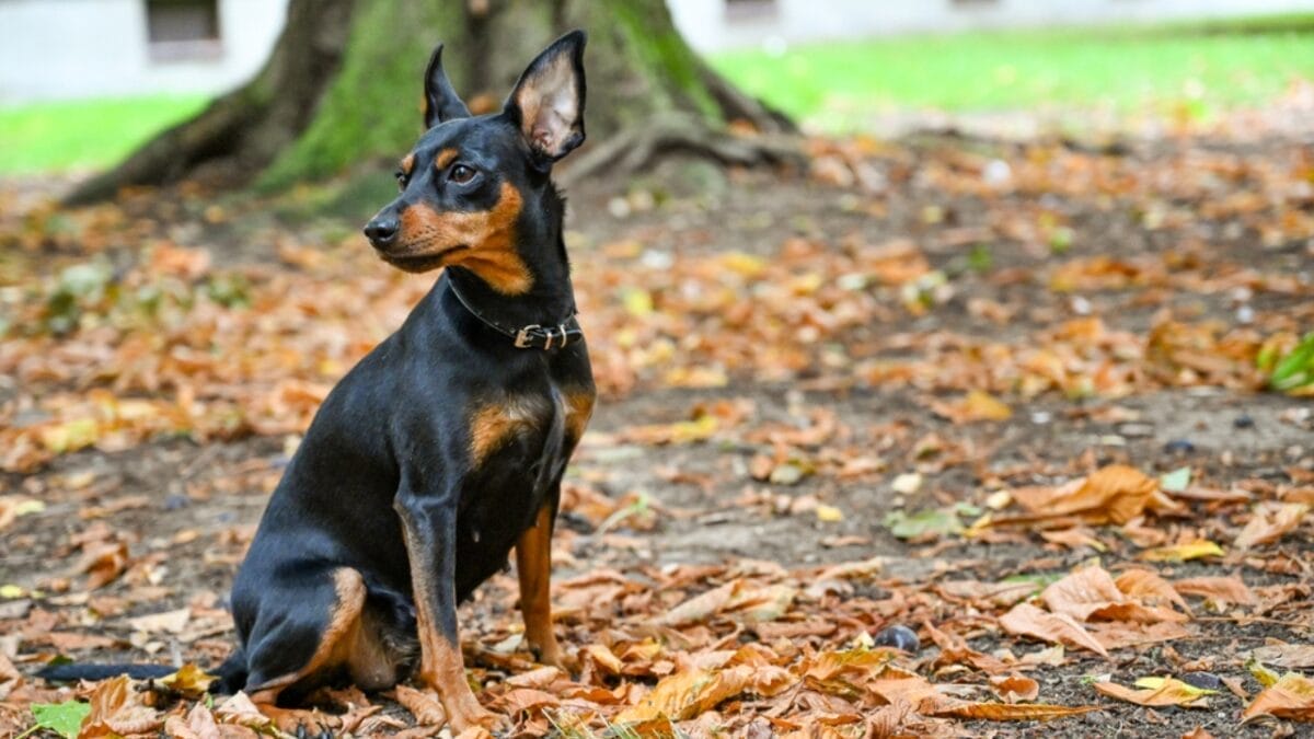 Most People Know Doberman Pinschers, But Here are 10 Things to Know About German Pinschers - german pinscher dog sitting leaves dp404497304