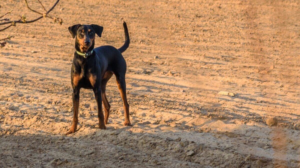 Most People Know Doberman Pinschers, But Here are 10 Things to Know About German Pinschers - german pinscher dog standing field dp414181448