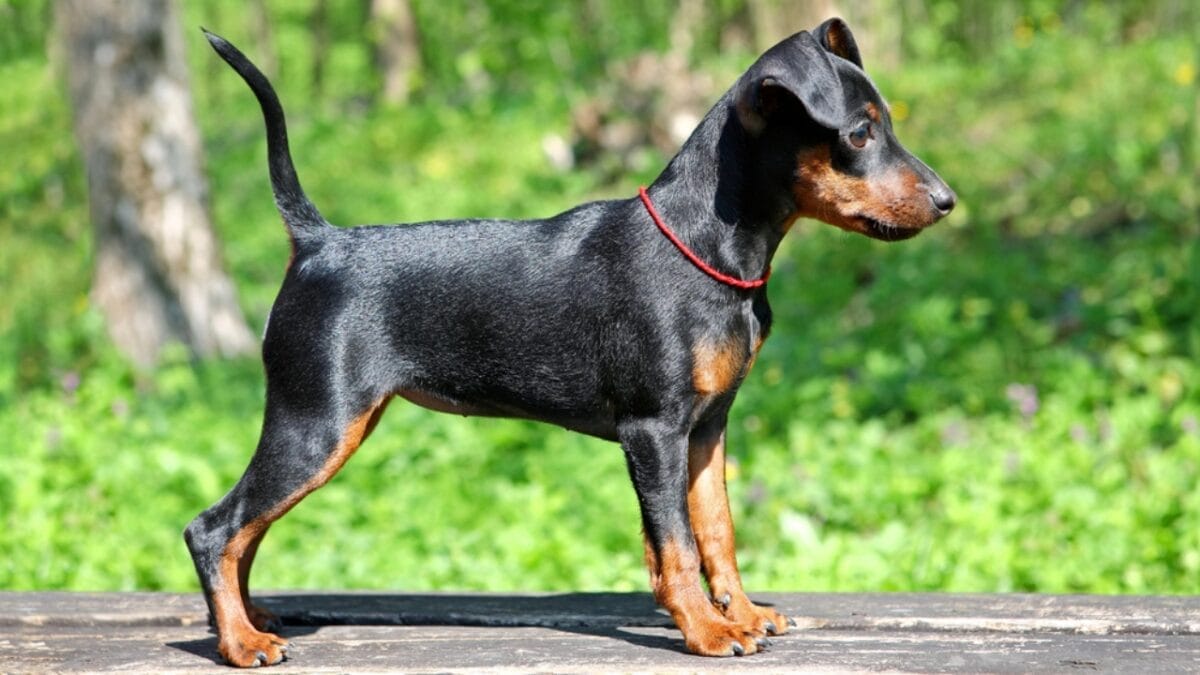 Most People Know Doberman Pinschers, But Here are 10 Things to Know About German Pinschers - german pinscher dog standing rock dp10568084