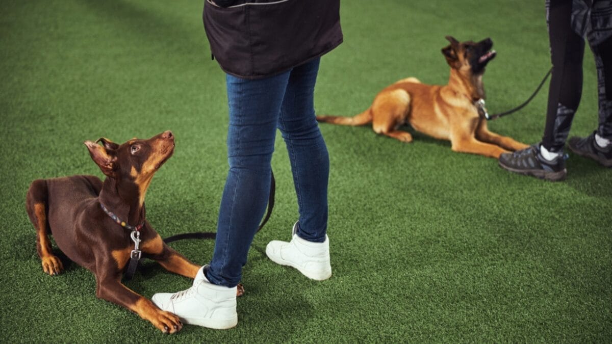 Most People Know Doberman Pinschers, But Here are 10 Things to Know About German Pinschers - german pinscher dog training leash dp475101156