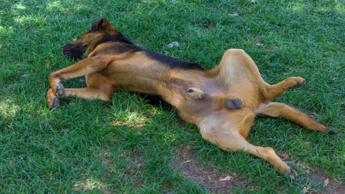 16 Peculiar Ways Dogs Demonstrate Their Love 11 16 Peculiar Ways Dogs Demonstrate Their Love - german shepherd belly up ss2069464811