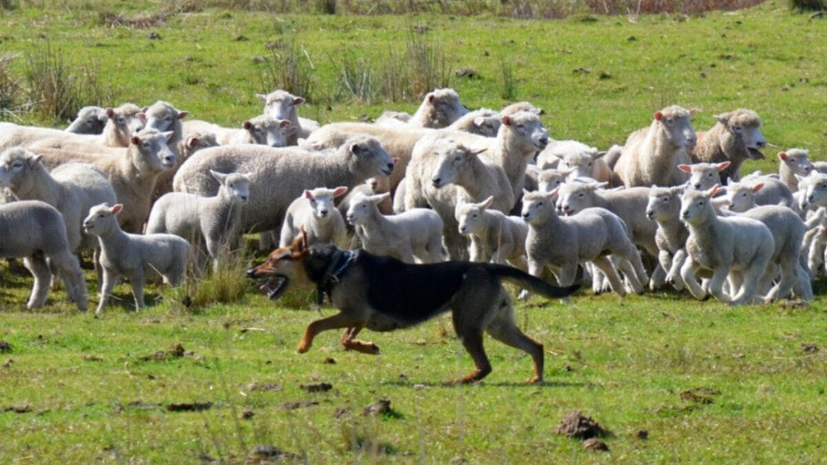 10 Things Only Pros Know About German Shepherds 2 10 Things Only Pros Know About German Shepherds - german shepherd dog herding sheep dp52634623