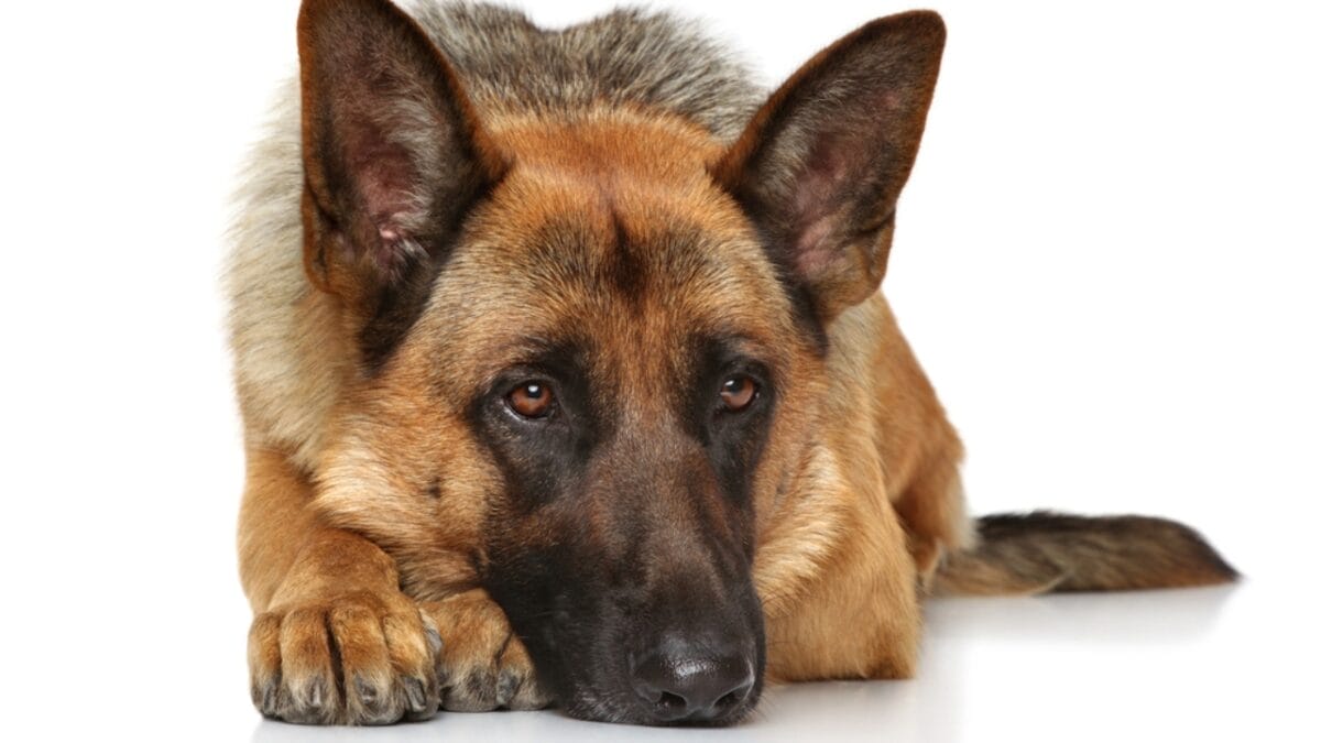 10 Things Only Pros Know About German Shepherds 9 10 Things Only Pros Know About German Shepherds - german shepherd dog lying white dp126330794